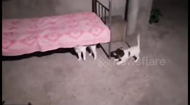 Puppy VS Kitten