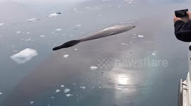 Rare up-close sighting of humpback whale SLEEPING on ocean surface