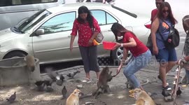 Hundreds of wild monkeys sterilised after raiding homes in southern Thailand