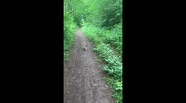 Katze geht mit Gassi im Wald