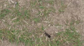 Devils Coach Horse Beetle