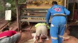 Wild python caught after eating street food vendor's paet cat under her own stall