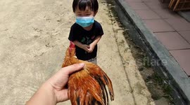 Kid terrified of cute tiny rooster