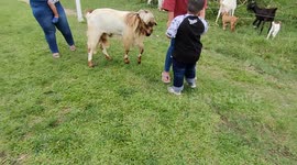 Funny video of big kid terrified of a male goat