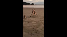 Two Kangaroos Fighting On The Beach