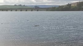 Bird Hooked By Fishing Line Rescued By Locals In Umdloti, Durban