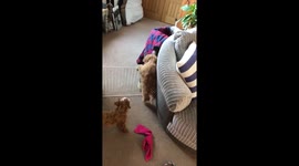 Cute Little Pups Helping Eachother To Escape A Small Gate