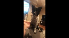 Clever Dog Responding To Owners Call To Give Her A Paw  Too Funny