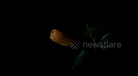Yellow Hibiscus Blooming Timelapse