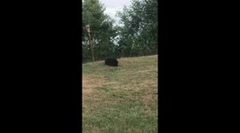Cat Hunting Snake In The Grass