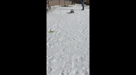 Special Needs Dog Maia Enjoying Ski For The First Time