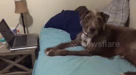 Dog ate owners ice cream while he was in the bathroom