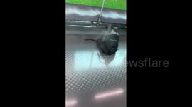 Japan: Woman Injured After Curling Iron Explodes In Her Backpack On Yamanote-Line Train
