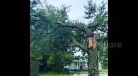 US: Several Trees Down After Hurricane Sally Hits Alabama And Florida