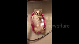 Japan: Adorable Dog Enjoying A Nice Spa Session