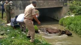 Police in northern India use digger to rescue cow after it fell into canal