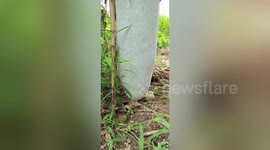 Farmer grows an almost 2-metre-tall winter melon in southern China