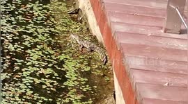 Construction workers catch crocodile in river in eastern China