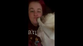 Cute baby pug being adorable
