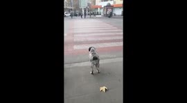 Law-abiding dog goes on zebra cross