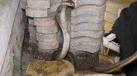 Aggressive cobra found hiding amongst tiles at western Indian shop