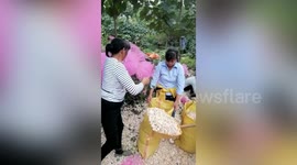 Truck transporting stones flips onto villagers picking up garlic on roadside, killing eight