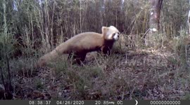 Wild albino red panda spotted in southern China for the first time
