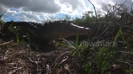 Photographer captures split-second moment two alligators leap into water