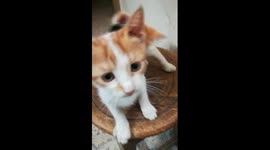 Sofi Kitten Miss Around With Maria Twins
