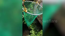 Indian officials rescue golden jackal that fell into deep well