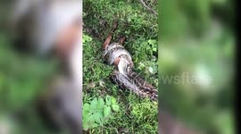 莆田:大蟒蛇吞食小羊被活捉
