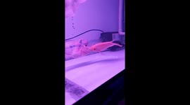 Two fish kissed passionately in the aquarium