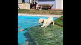 Golden retriever pup tries and fails to swim in pool