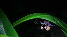 Purple huntsman spider seen eating a frog twice its size in India