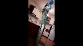 Cat with glowing eyes plays with newspaper