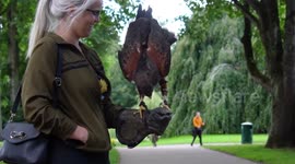 Speedy hawk perfectly lands on falconer's arm