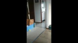 Cute Black Cat like to Collect Tennis Balls!