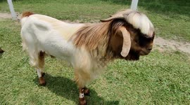 This is the most handsome goat ever