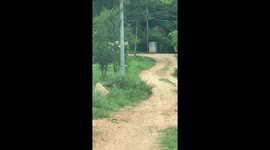 Peahen at Arogyavaram