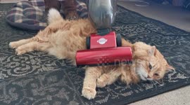 Cats and vacuum cleaners can be friends 2