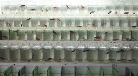 Betta Fish Sales Turnover Rises 100 Percent Amid Coronavirus Pandemic