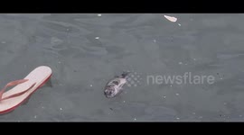Hundreds of fish found dead in Manila thought to be victims of low oxygen levels