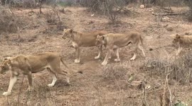 Group of tourists surprised by entire pride of lions while on safari