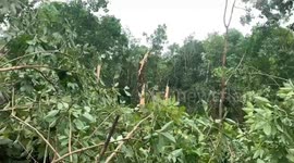 Strong winds brought by Typhoon Noul bring down trees in Vietnam