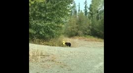Gutsy grizzly attempts to remove bear caution sign in British Columbia