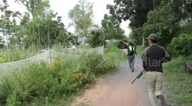 Dramatic chase to catch wild bear terrorising villages in Thailand