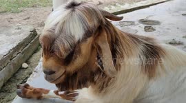 This goat knows to smile to greet with the visitors