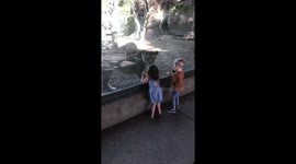 Lion Pounced At Little Kids