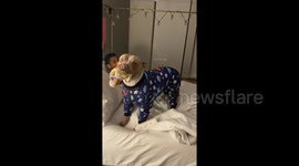 Adorable Texas pitbull LOVES his pajamas