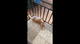 Playful dog